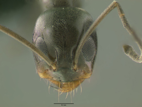 Dorymyrmex insanus head view