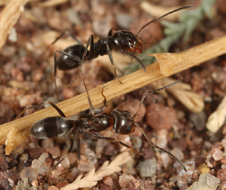 Dorymyrmex insanus workers