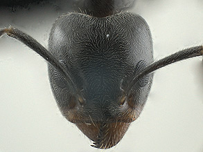 Liometopum luctuosum head view