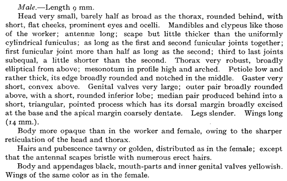 the original species description for Liometopum apiculatum (male)