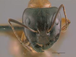 Camponotus sansabeanus head view