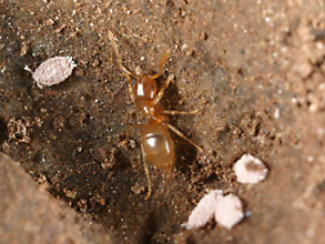 Brachymyrmex depilis worker