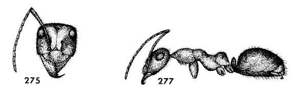 head and side view drawing of mendax worker