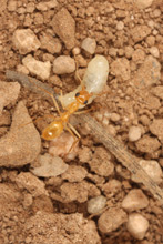 Myrmecocystus mexicanus forager