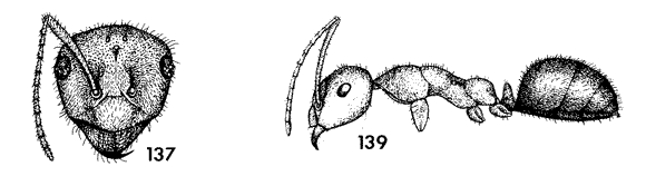 head and side view drawing of mendax worker