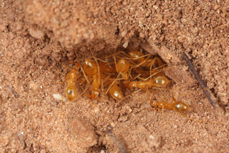 Myrmecocystus testaceus replete