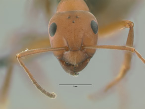 Formica dakotensis head view