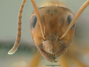 Formica perpilosa head view