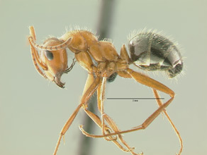 Formica perpilosa, side view