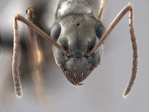 Formica podzolica head view