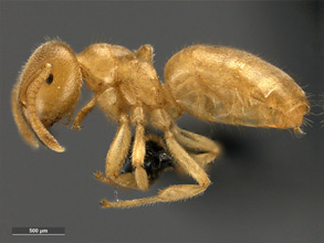 Lasius fallax, side view