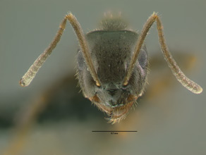 Lasius niger head view