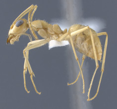 Myrmecocystus navajo side view