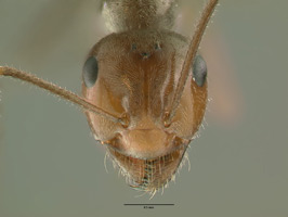 Myrmecocystus romainei head view