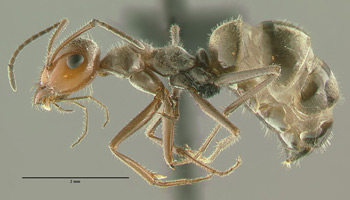 Myrmecocystus romainei side view