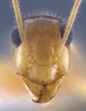 Myrmecocystus testaceus head view