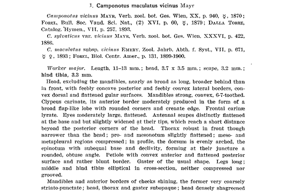 Wheeler Camponotus vicinus (fourth page)