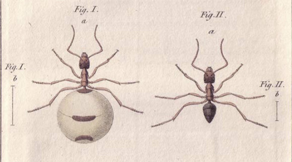 species description for Myrmecocystus mexicanus (second page)