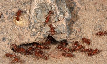 Workers of Pogonomyrmex californicus