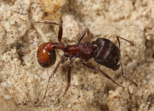 A Pogonomyrmex rugosus forager