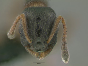 Leptothorax muscorum head view