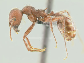 Messor lobognathus side view