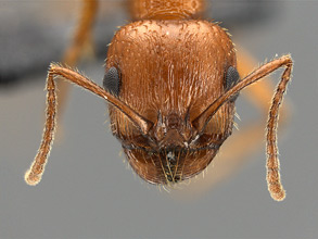 Messor smithi head view