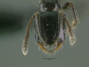 Monomorium cyaneum head view