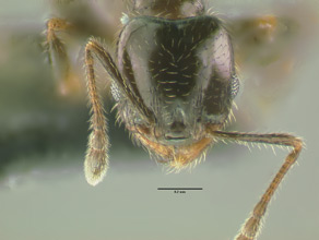 Pheidole bicarinata minor head view