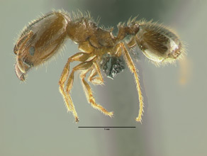 Pheidole bicarinata major, side view