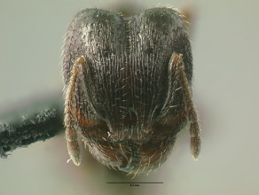 Pheidole ceres head view