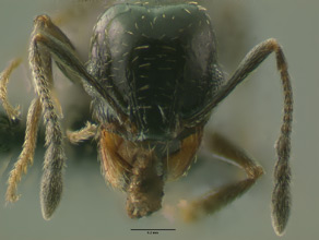 Pheidole ceres minor head view