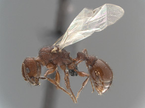 Pogonomyrmex imberbiculus queen