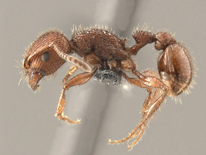 Pogonomyrmex imberbiculus worker, side view