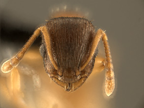 Temnothorax rugatulus head view