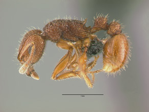 Tetramorium hispidum side view, worker