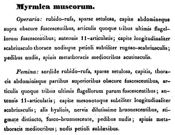 the original species description for Leptothorax muscorum (first page)