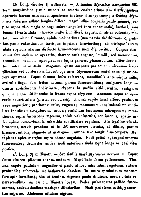 Leptothorax muscorum description (third page)