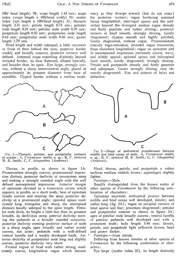 species description for Messor smithi (second page)