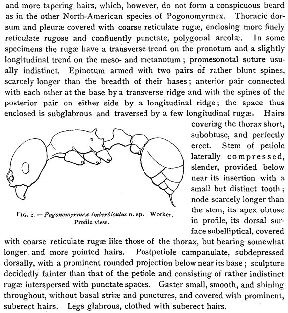 species description for Pogonomyrmex imberbiculus (second page)