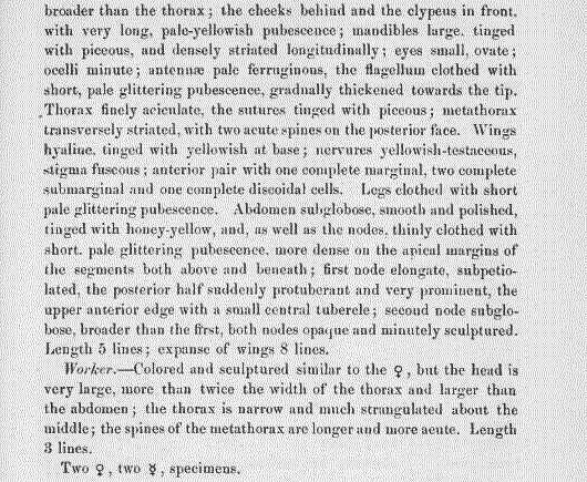 species description for Pogonomyrmex occidentalis (second page)