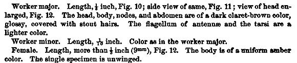 the original species description for Solenopsis xyloni (first page)