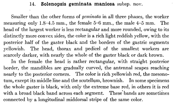 species description for Solenopsis xyloni (second page)